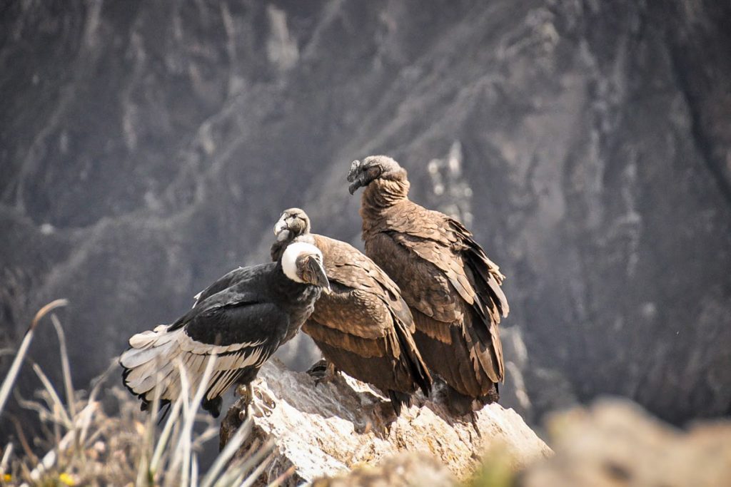 科尔卡峡谷的秃鹰