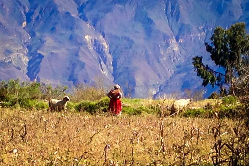 Colca峡谷秘鲁