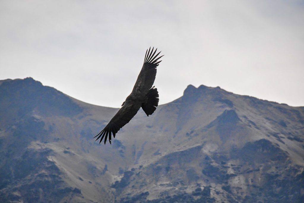 秘鲁科尔卡峡谷的秃鹰