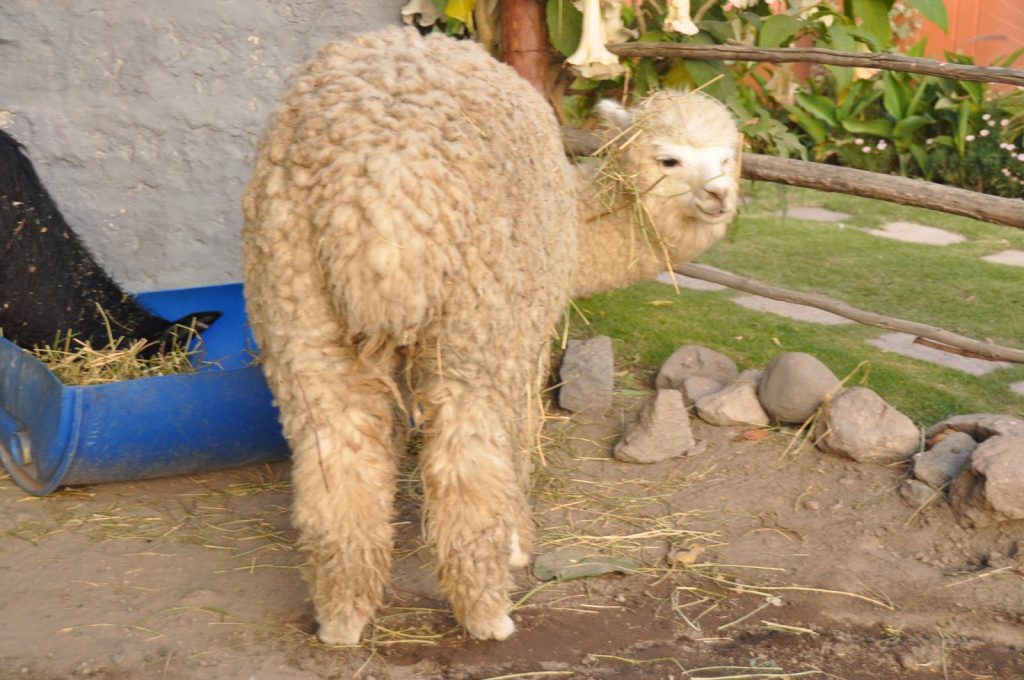 秘鲁阿雷基帕的羊驼