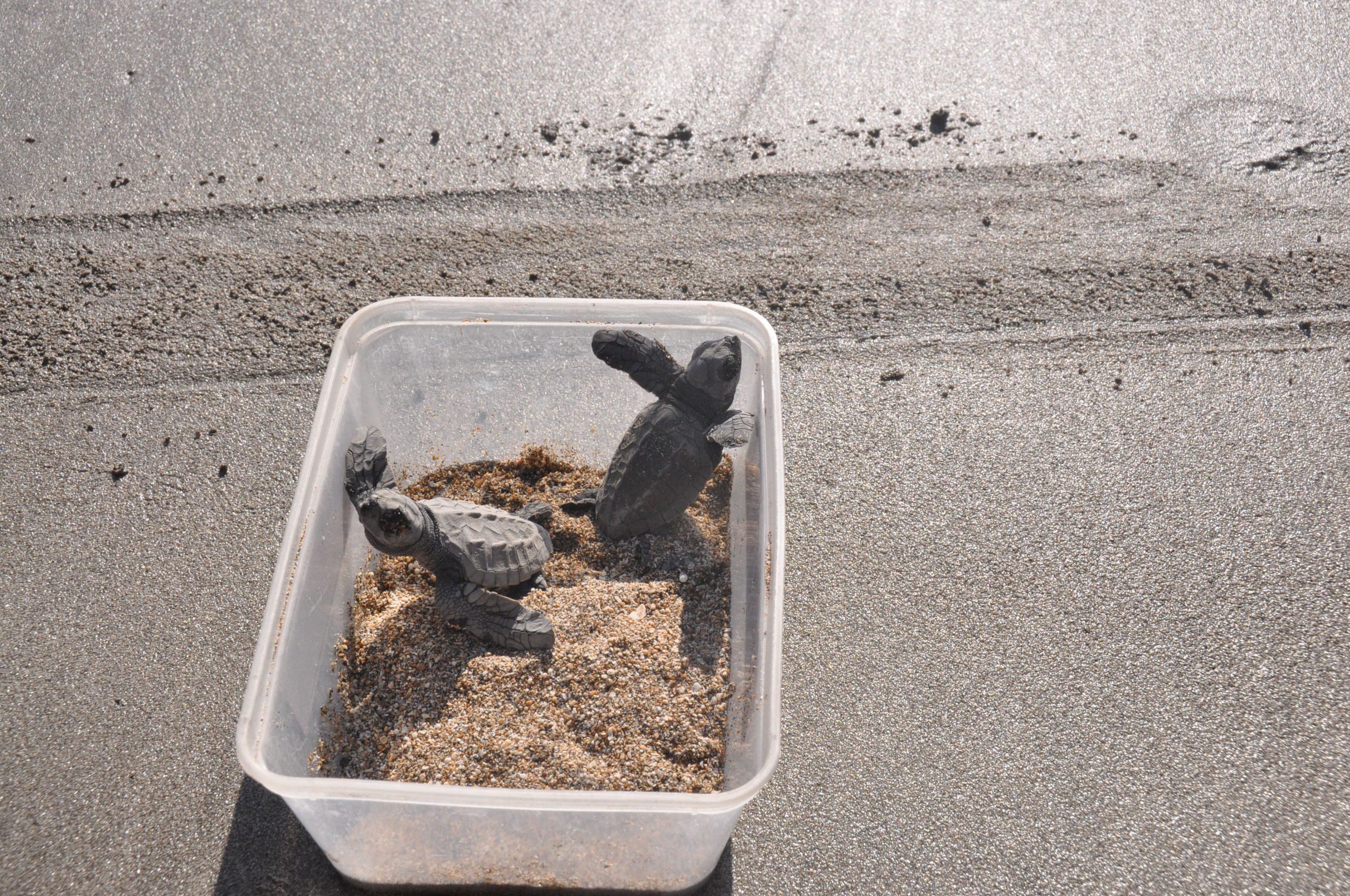 释放海龟宝宝库塔海龟温室