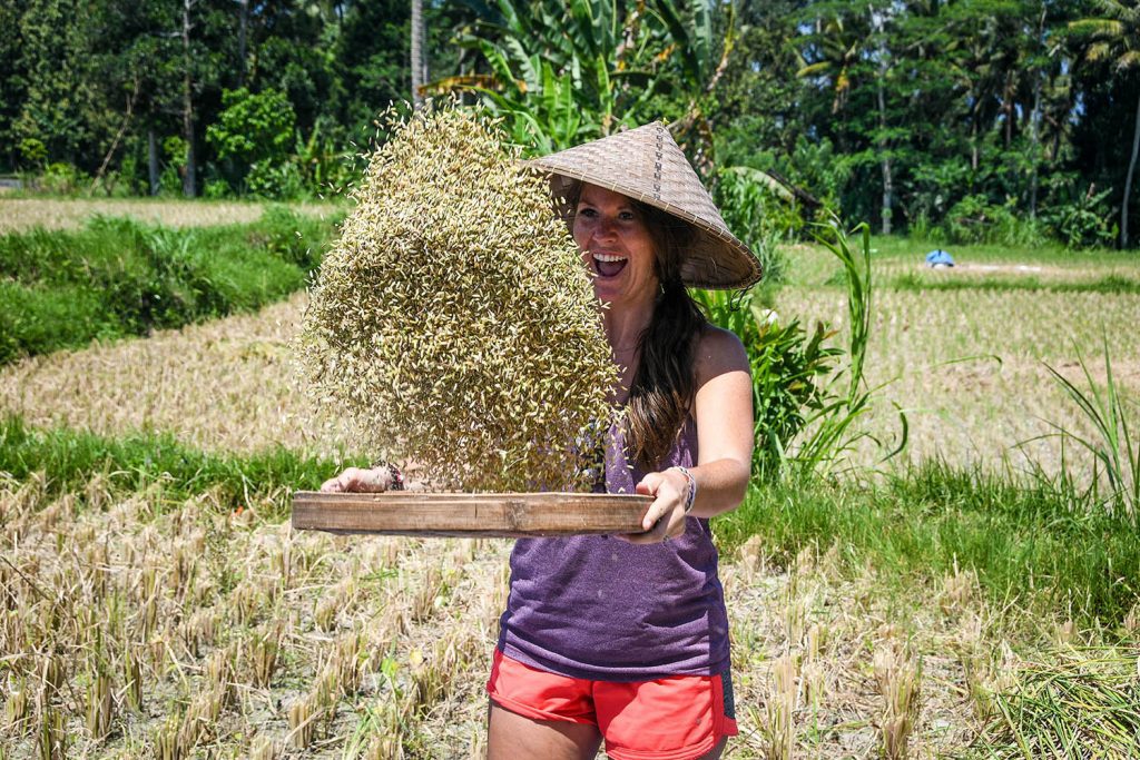 在巴厘岛收割水稻的事情