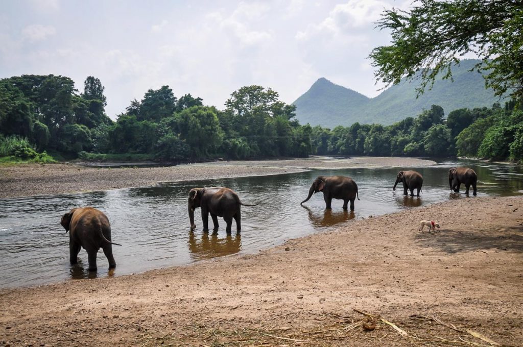 大象世界泰国曼谷北碧