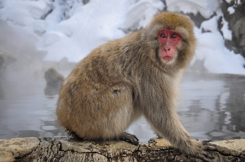 冬天在日本下雪的猴子