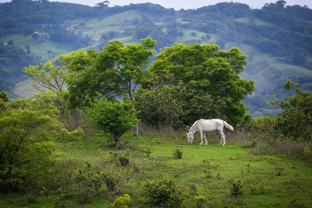 在哥斯达黎加租一辆车白马在田野