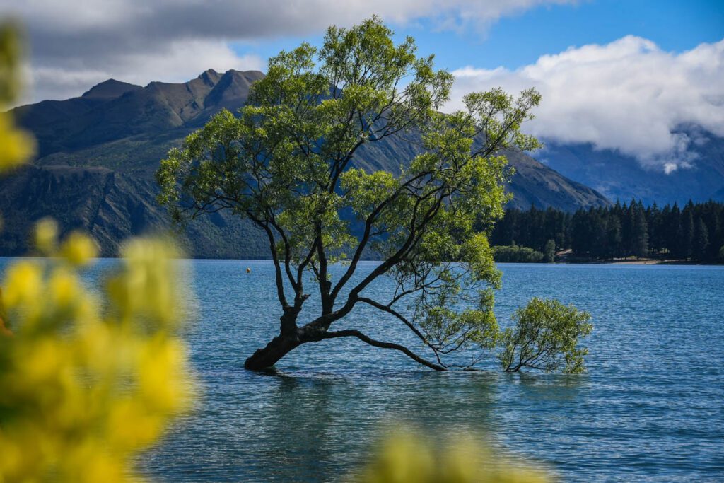 Wanaka Tree Things to do in New Zealand