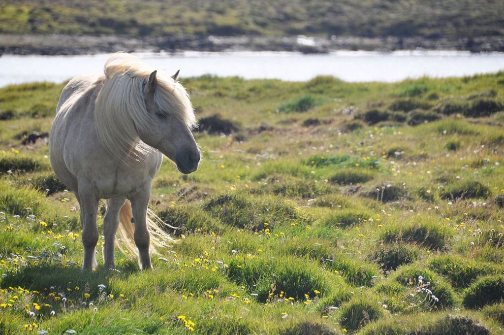 马在冰岛