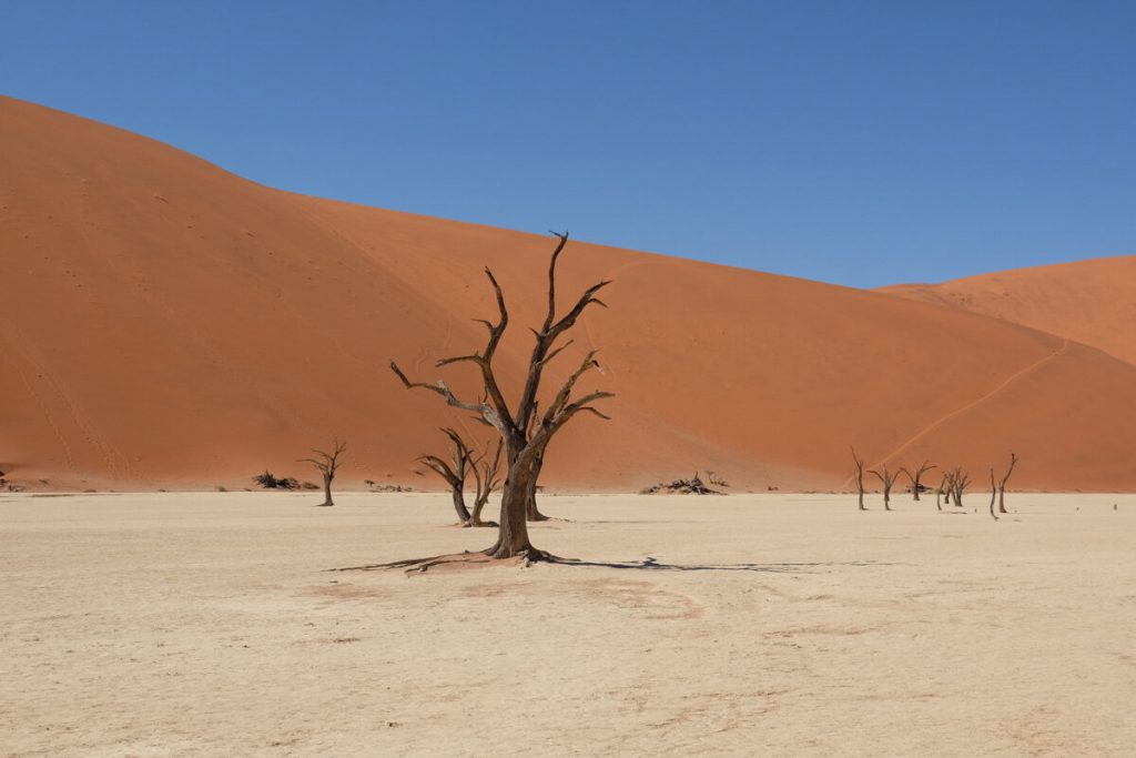 纳米比亚死亡谷(来自《可持续丛林》的乔伊和莱尔)