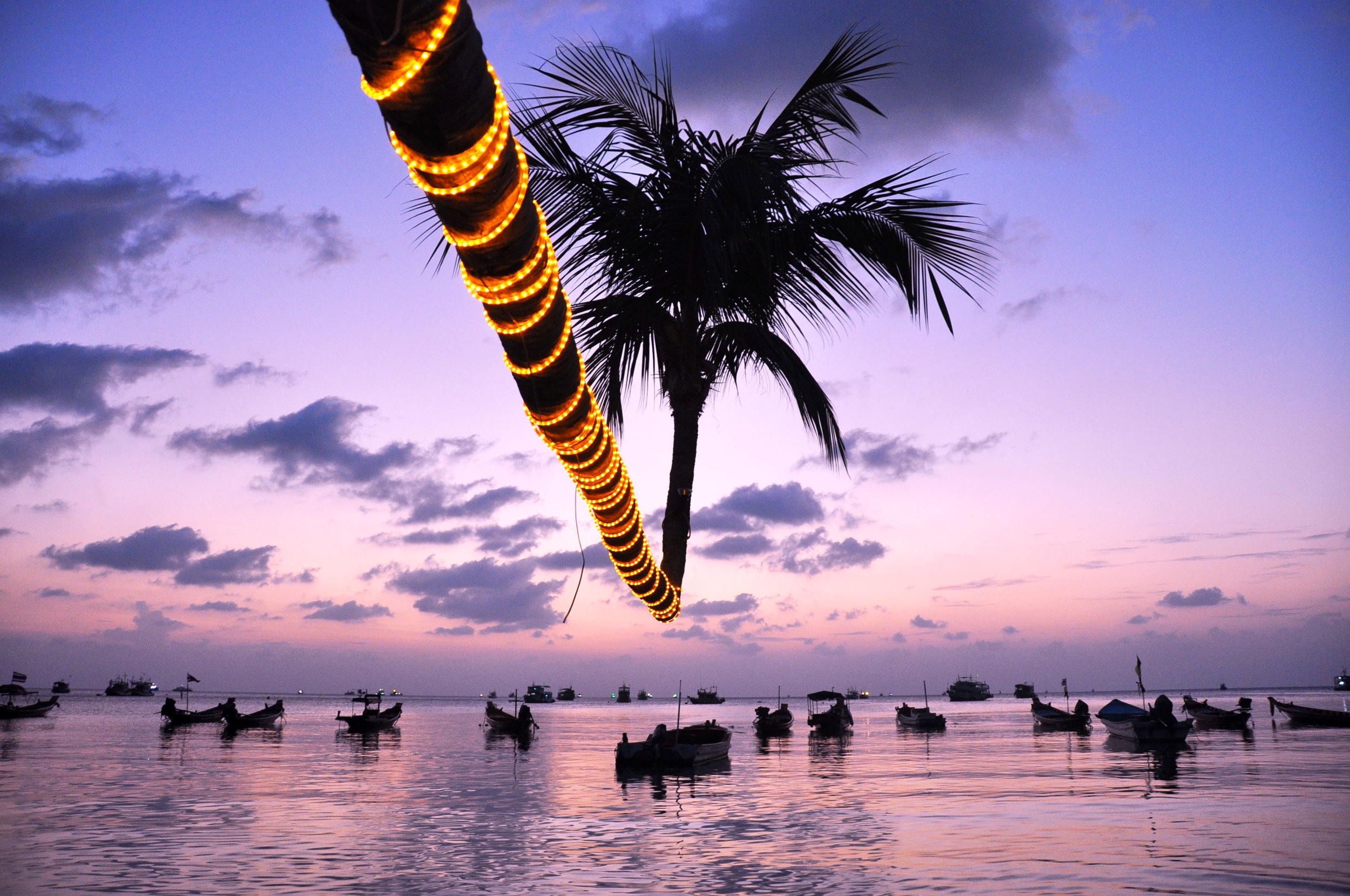 泰国棕榈树廉华体会最新登录网站价旅游