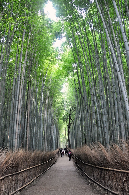 Arashiyama Bamboo Forest Things to do in Japan