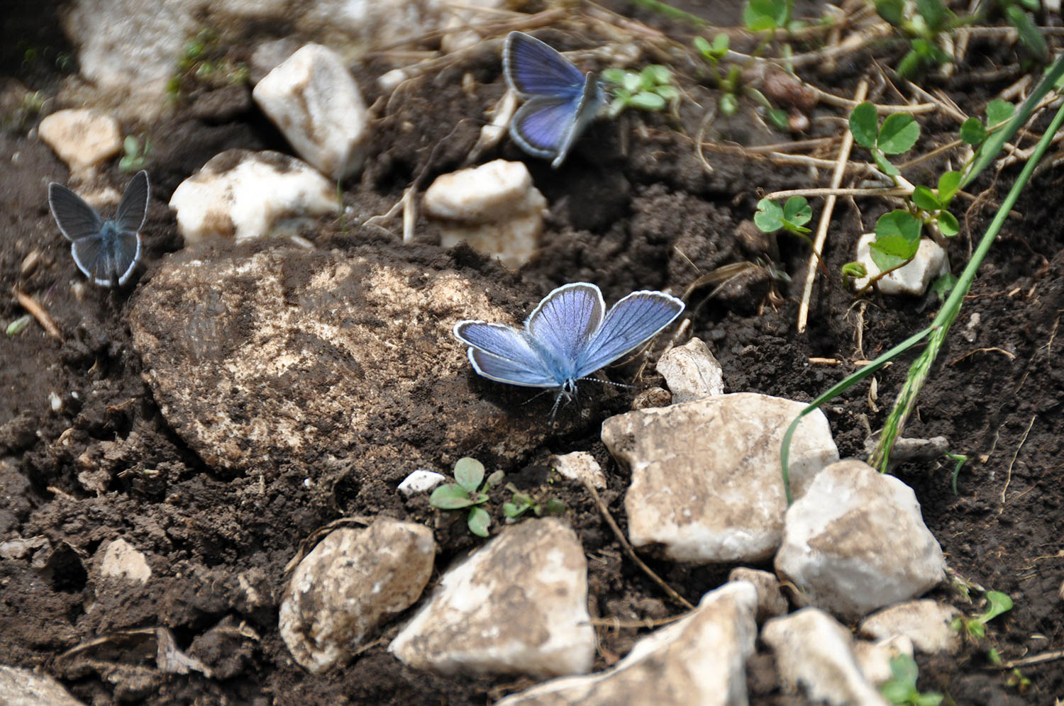黑山扎布利亚克蓝蝴蝶