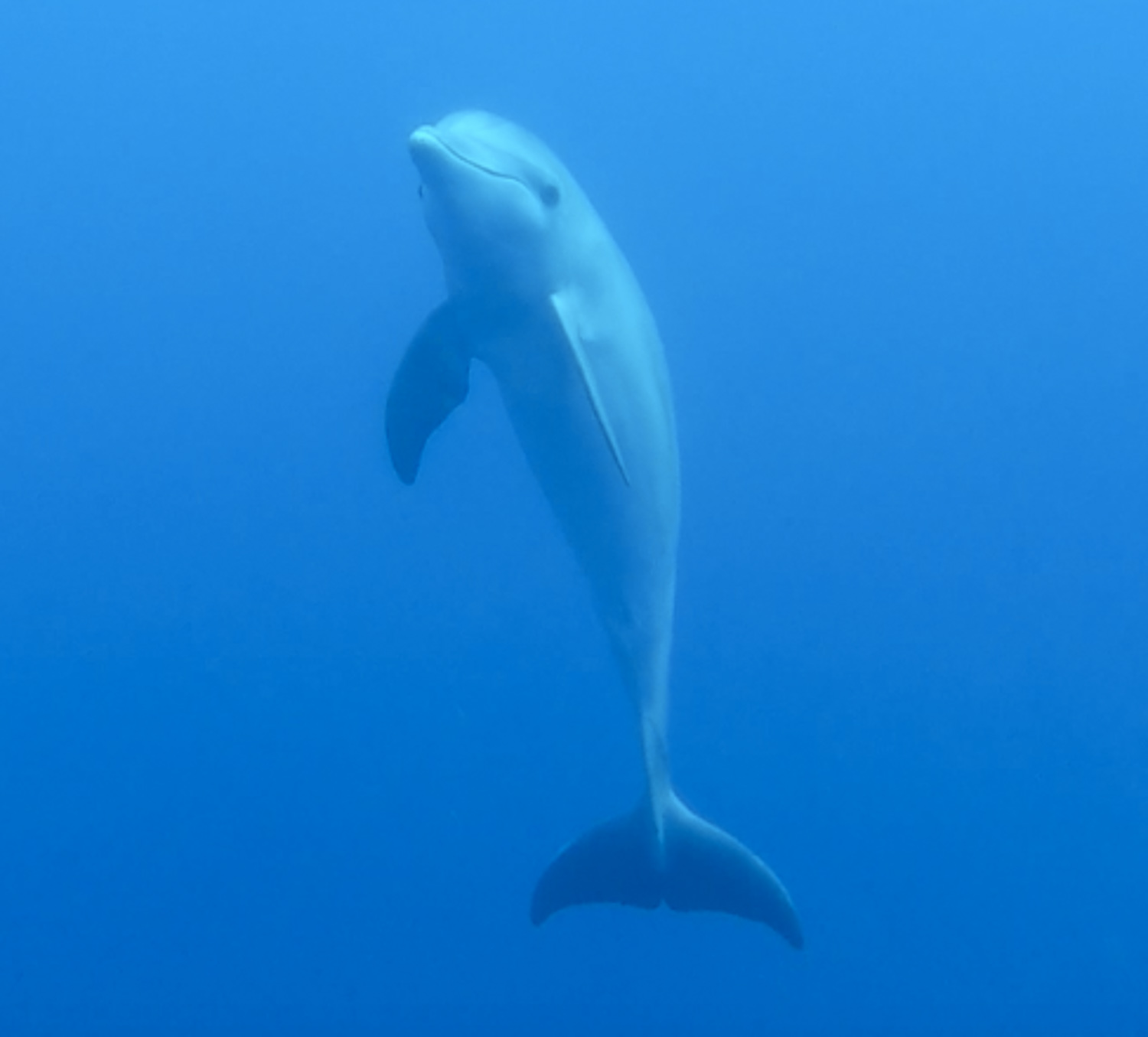 海豚在普拉森西亚潜水时被发现