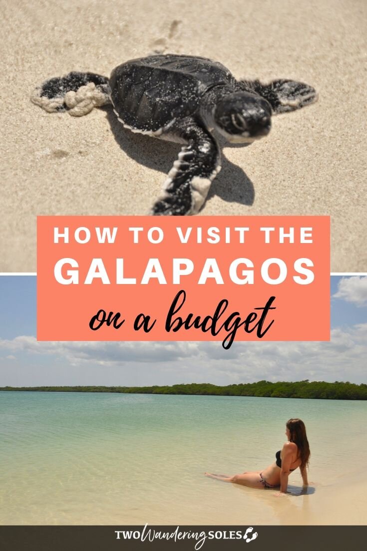 Galápagos在预算内