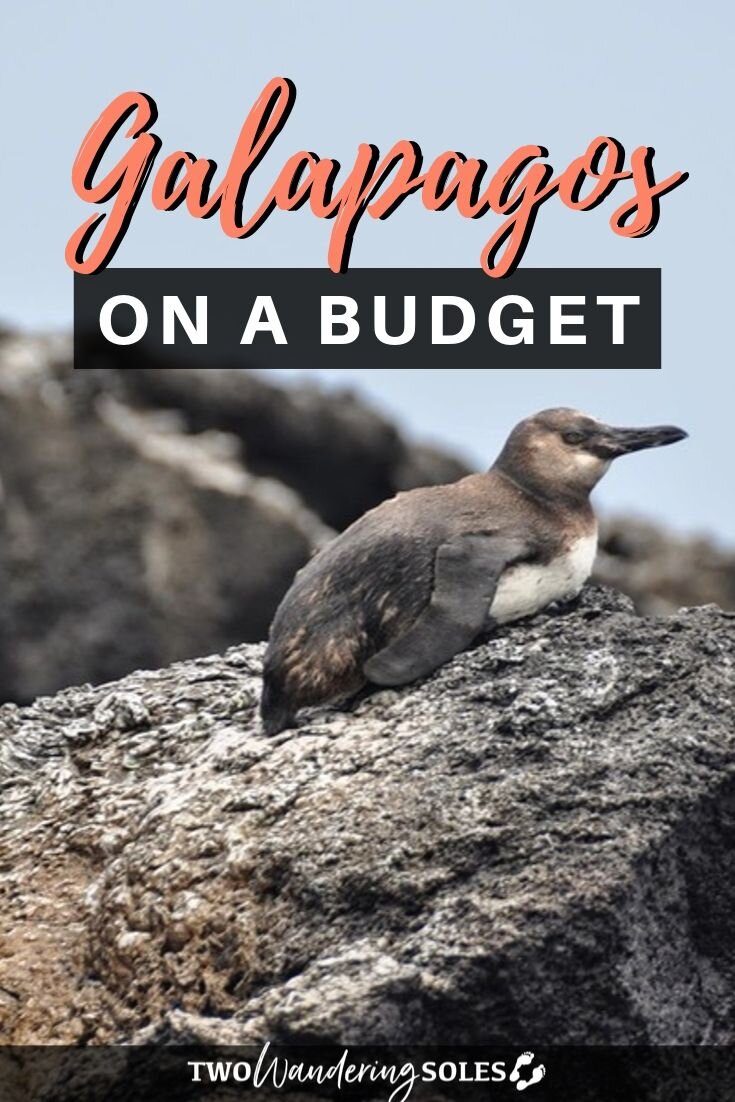 Galápagos在预算内