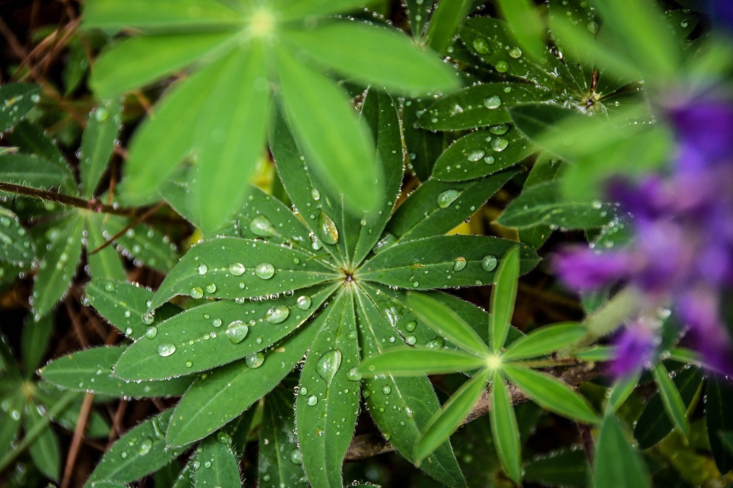 在瓦哈卡州的北山徒步时，水滴落在植物上