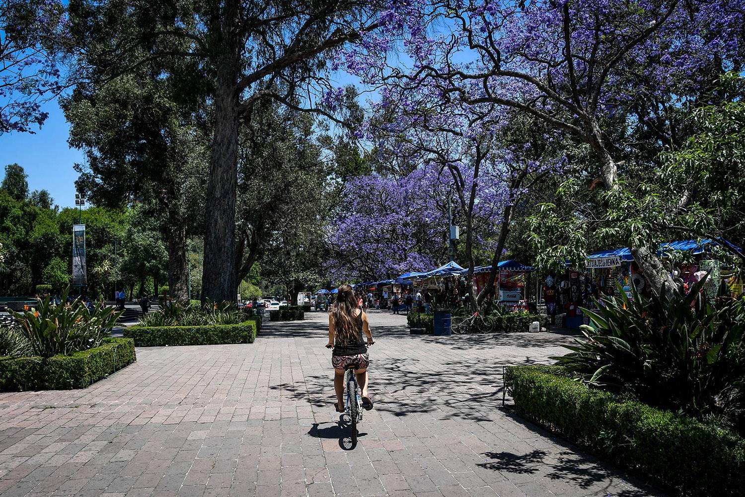 在墨西哥做的事情骑自行车环游墨西哥城