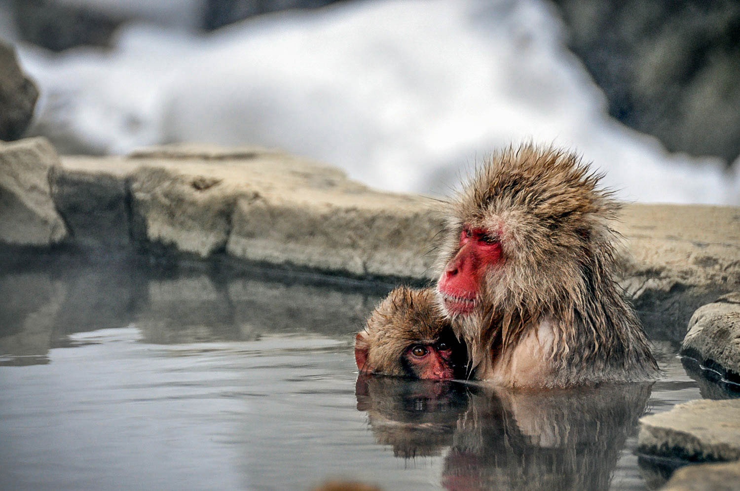 事情to do in Japan Jigokudani Snow Monkey Park
