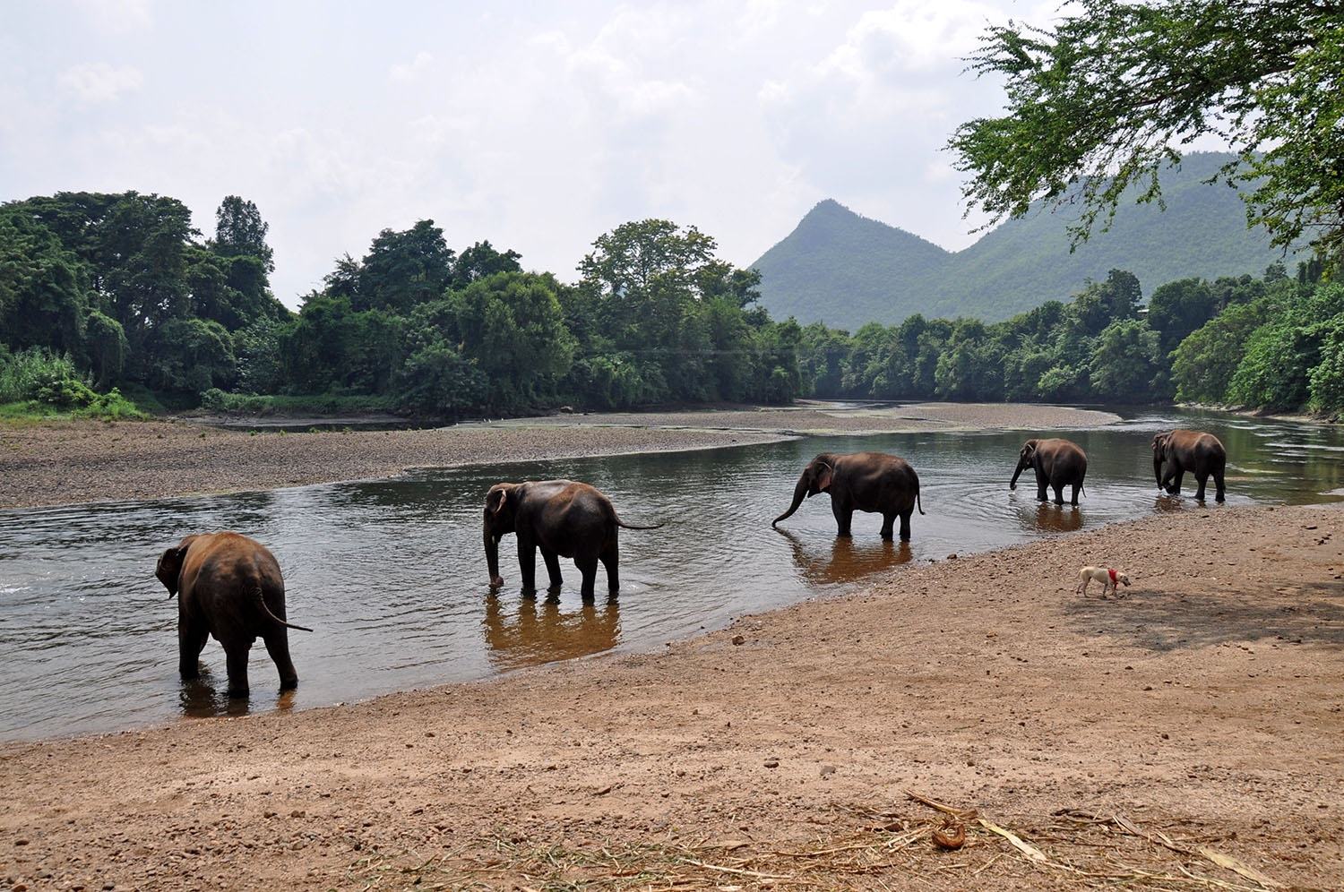 如果你想在泰国看大象，可以考虑去大象世界大象自然公园这样的大象康复中心。
