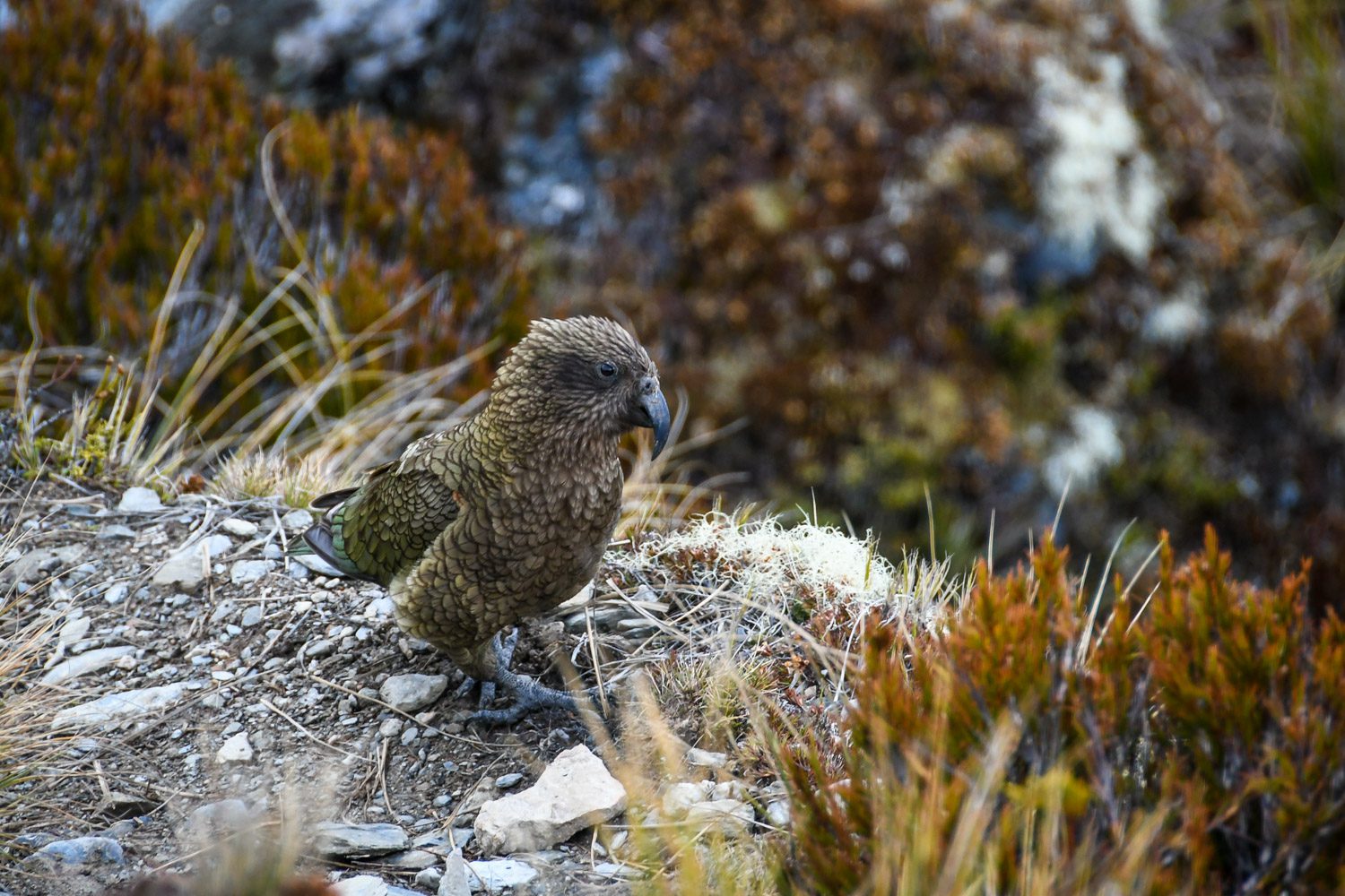 Top Things to Do in New Zealand See a Kea Alpine Parrot