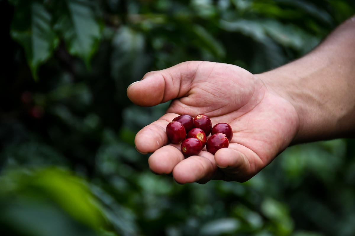 在危地马拉安提瓜咖啡农场要做的事情