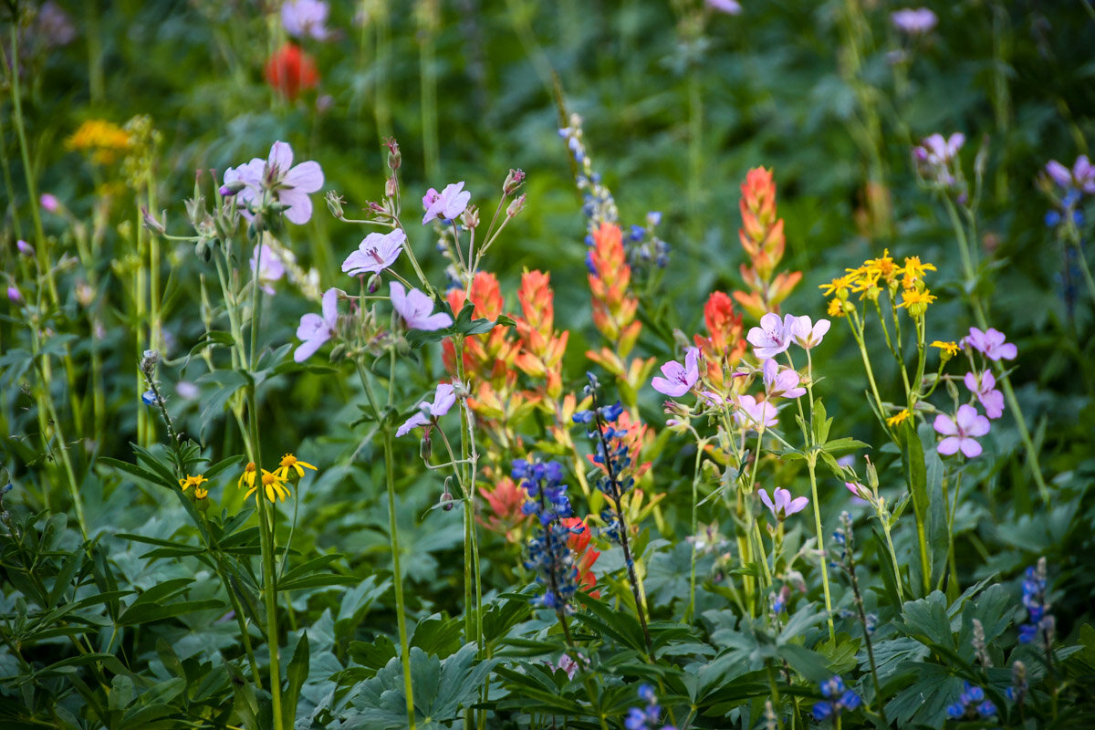 大提顿国家公园|野花