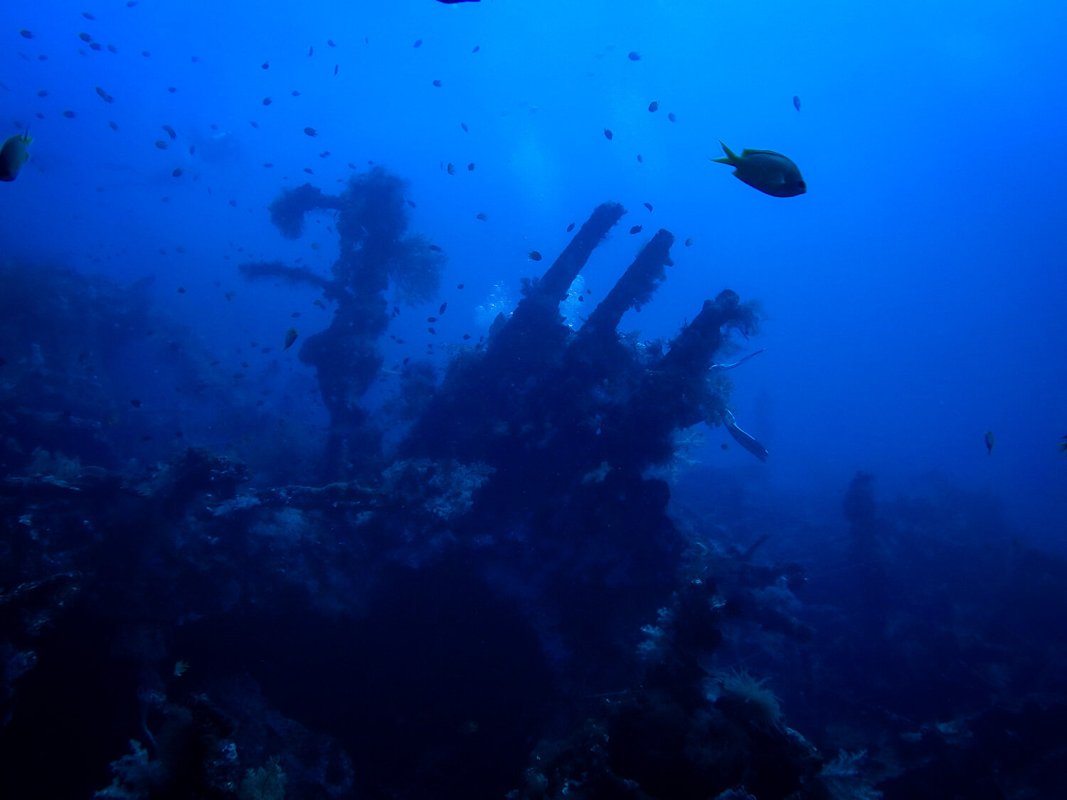 阿米德巴厘岛水肺潜水USAT自由沉船潜水