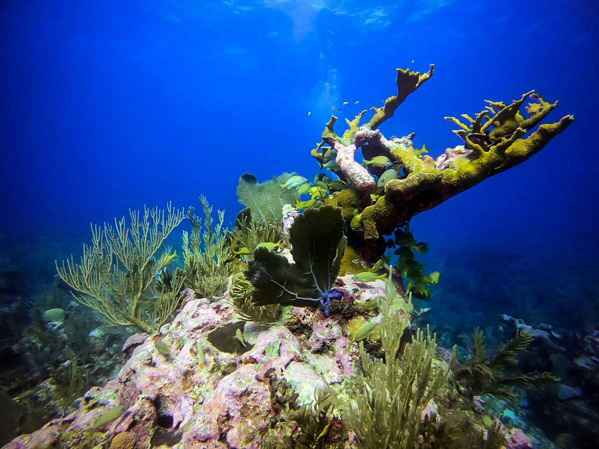 在伯利兹潜水|伯利兹堡礁上的Elkhorn珊瑚