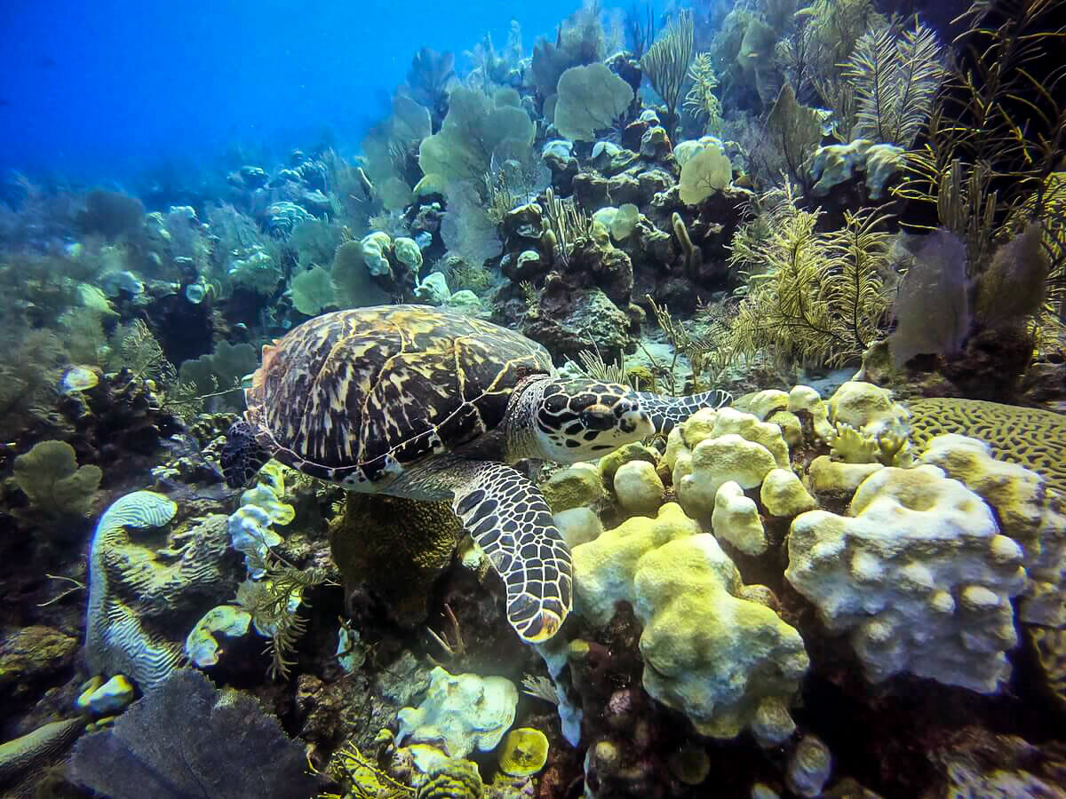 在伯利兹潜水|海龟在伯利兹堡礁