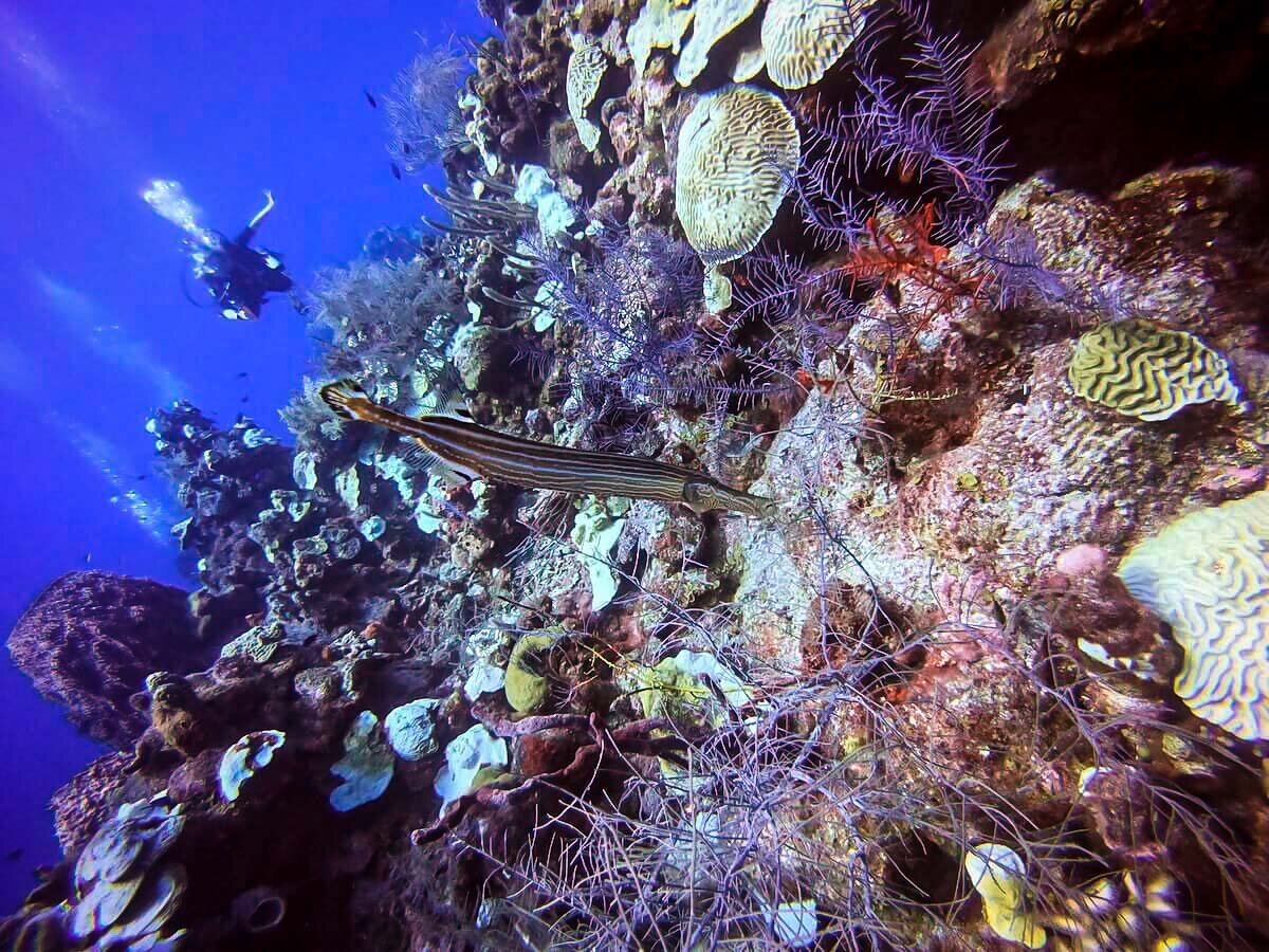 在伯利兹潜水|喇叭鱼和珊瑚礁