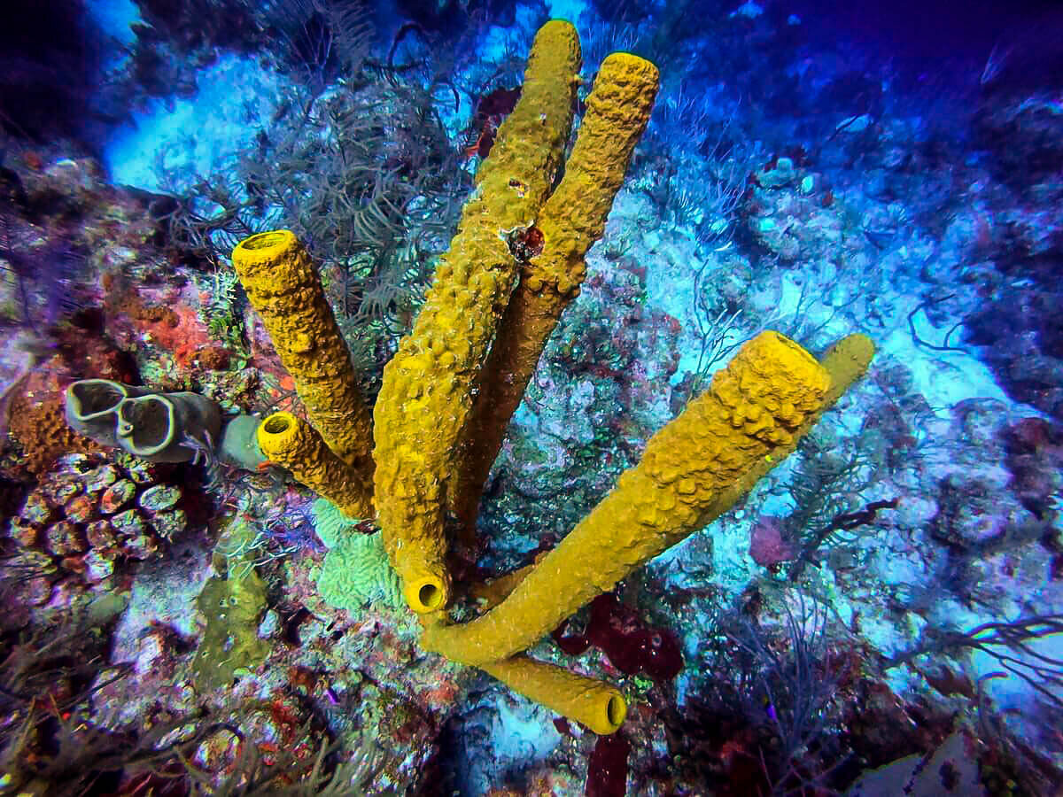 在伯利兹岛潜水|管珊瑚