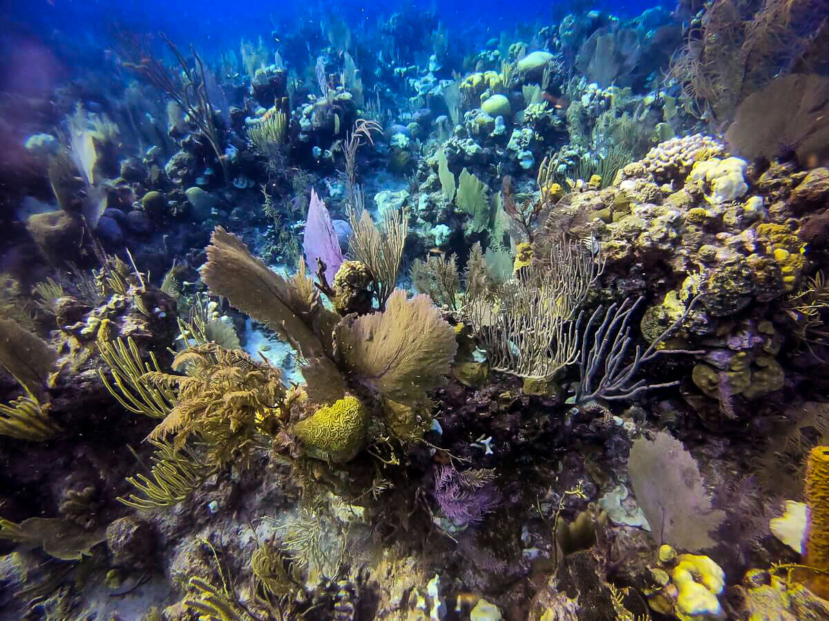 在伯利兹潜水|伯利兹堡礁上的海扇珊瑚