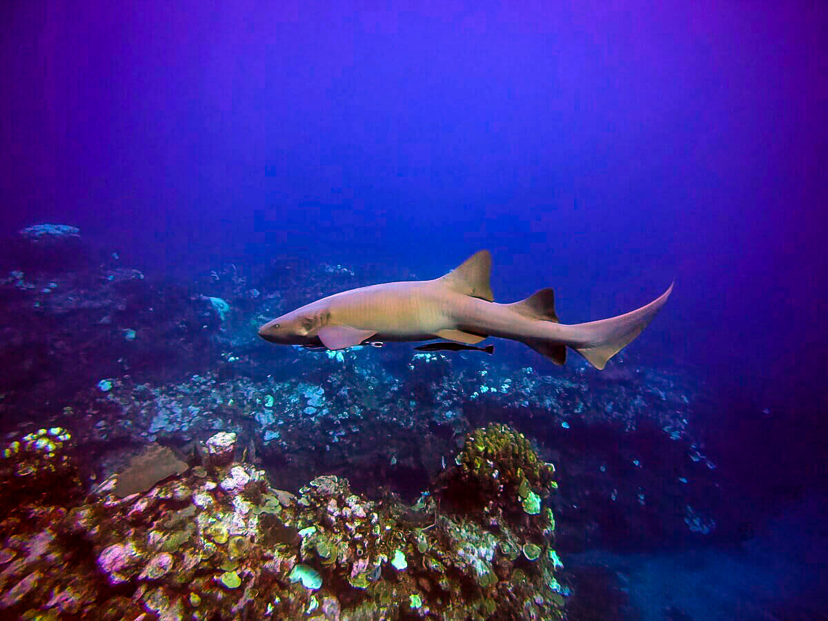 在伯利兹潜水|伯利兹堡礁上的鲨鱼