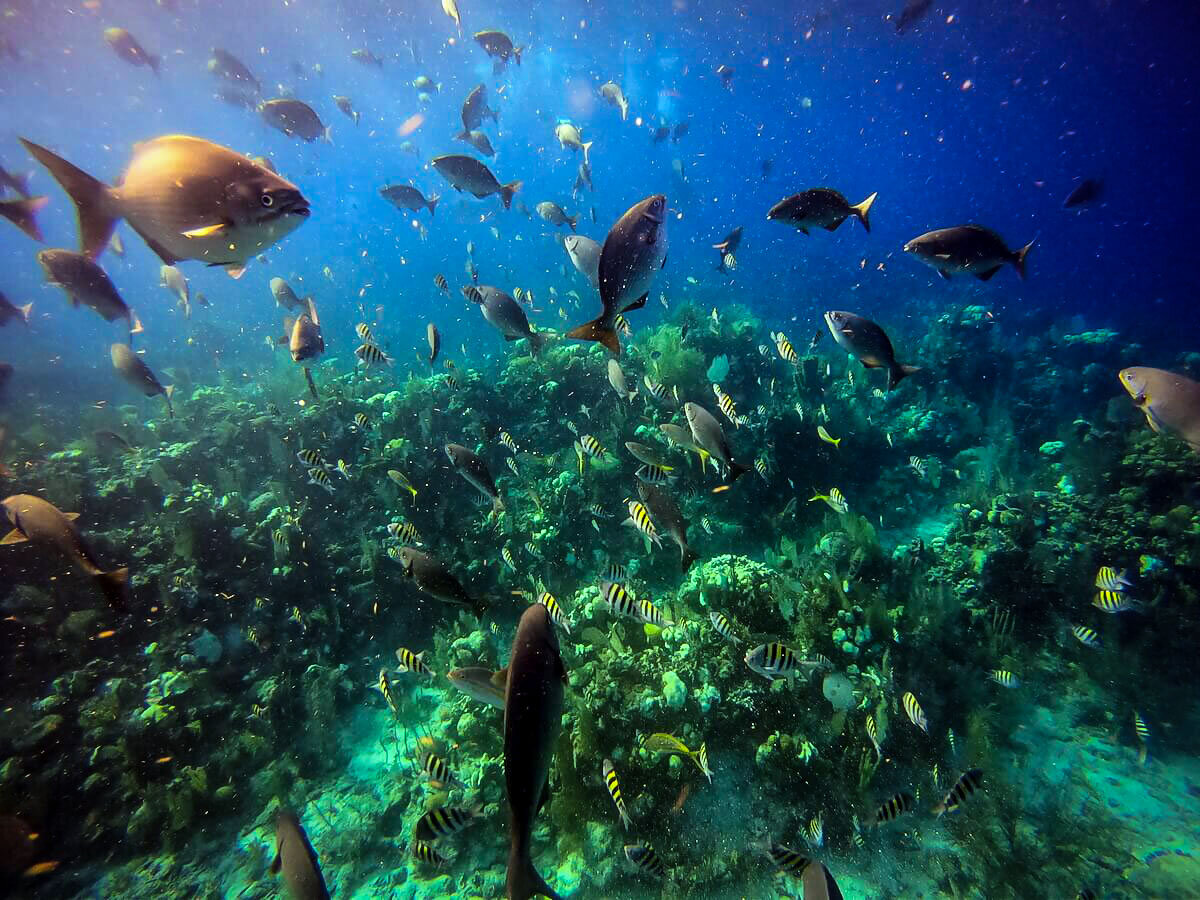 在伯利兹潜水|伯利兹堡礁鱼