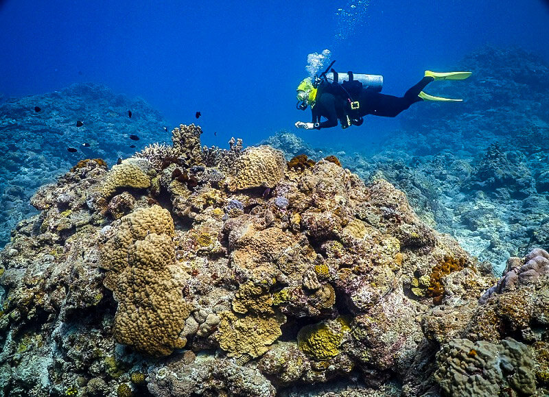 在日本潜水的终极指南|克拉马群岛冲绳岛潜水