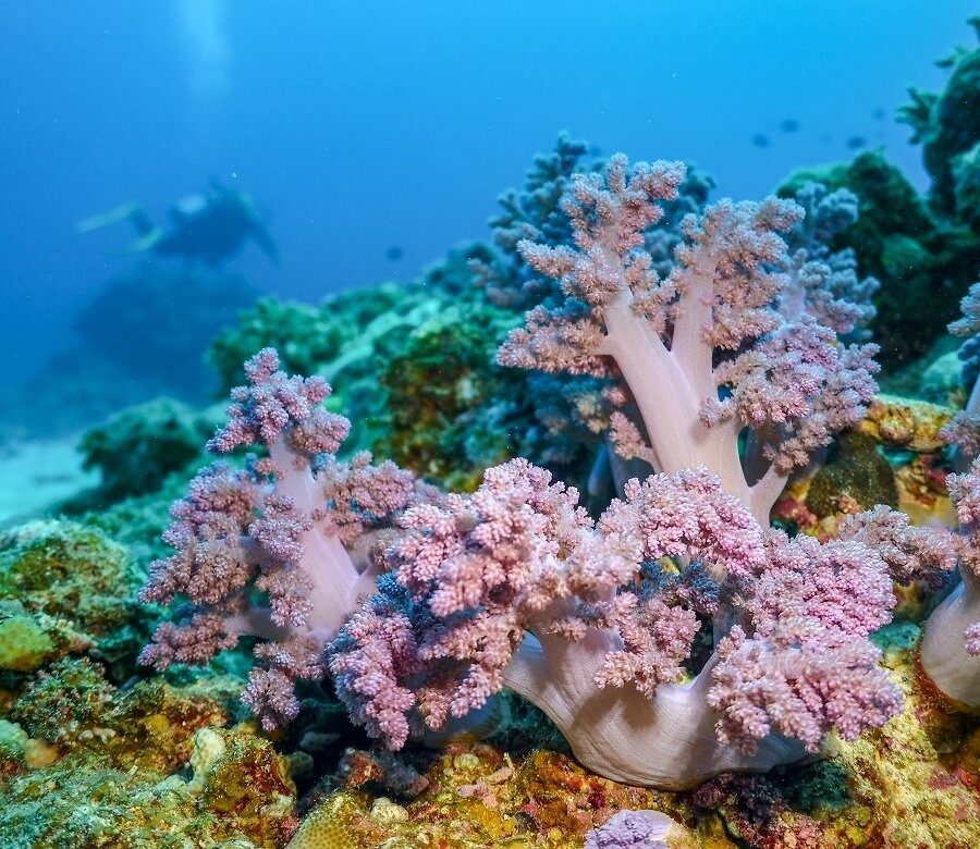 潜水:冲绳的软珊瑚