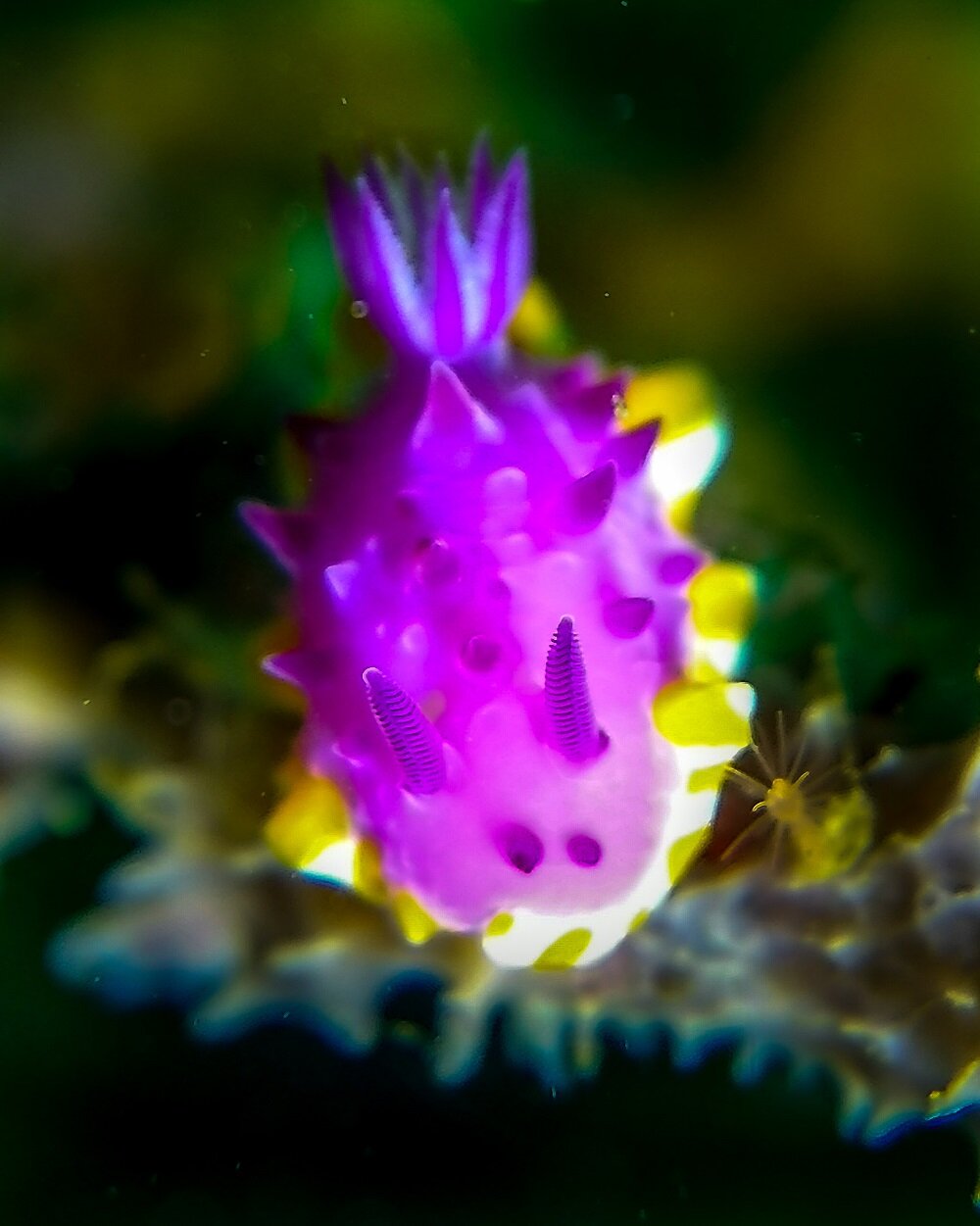 在日本潜水|墨西哥巨藻裸鳃海蛞蝓在日下岛