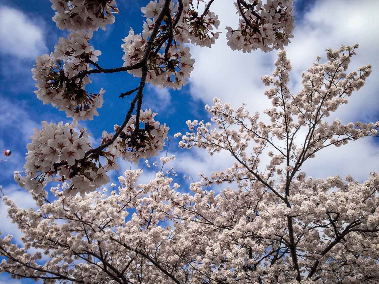 事情to do in Japan See Cherry Blossoms in Japan