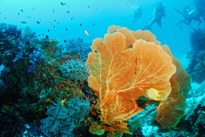 潜水在斯米兰群岛|图片来源:斯米兰群岛国家公园官网
