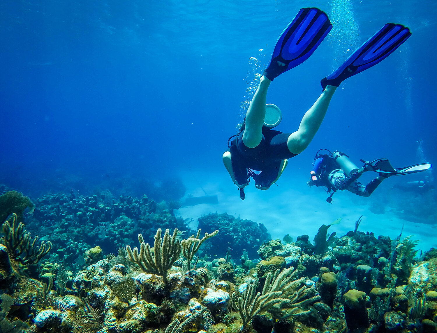 洪都拉斯海湾群岛世界最佳潜水胜地