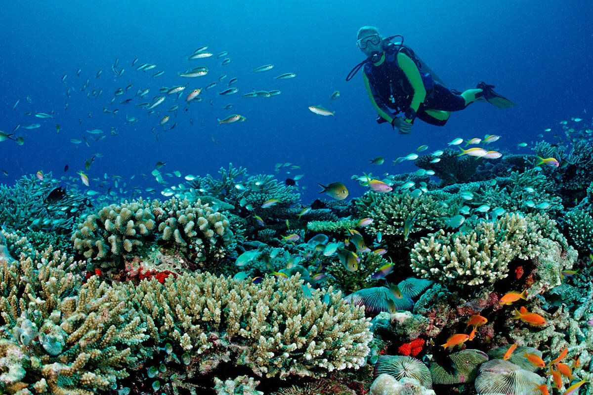 潜水马尔代夫|图片来源:万豪旅行者华体会最新登录网站