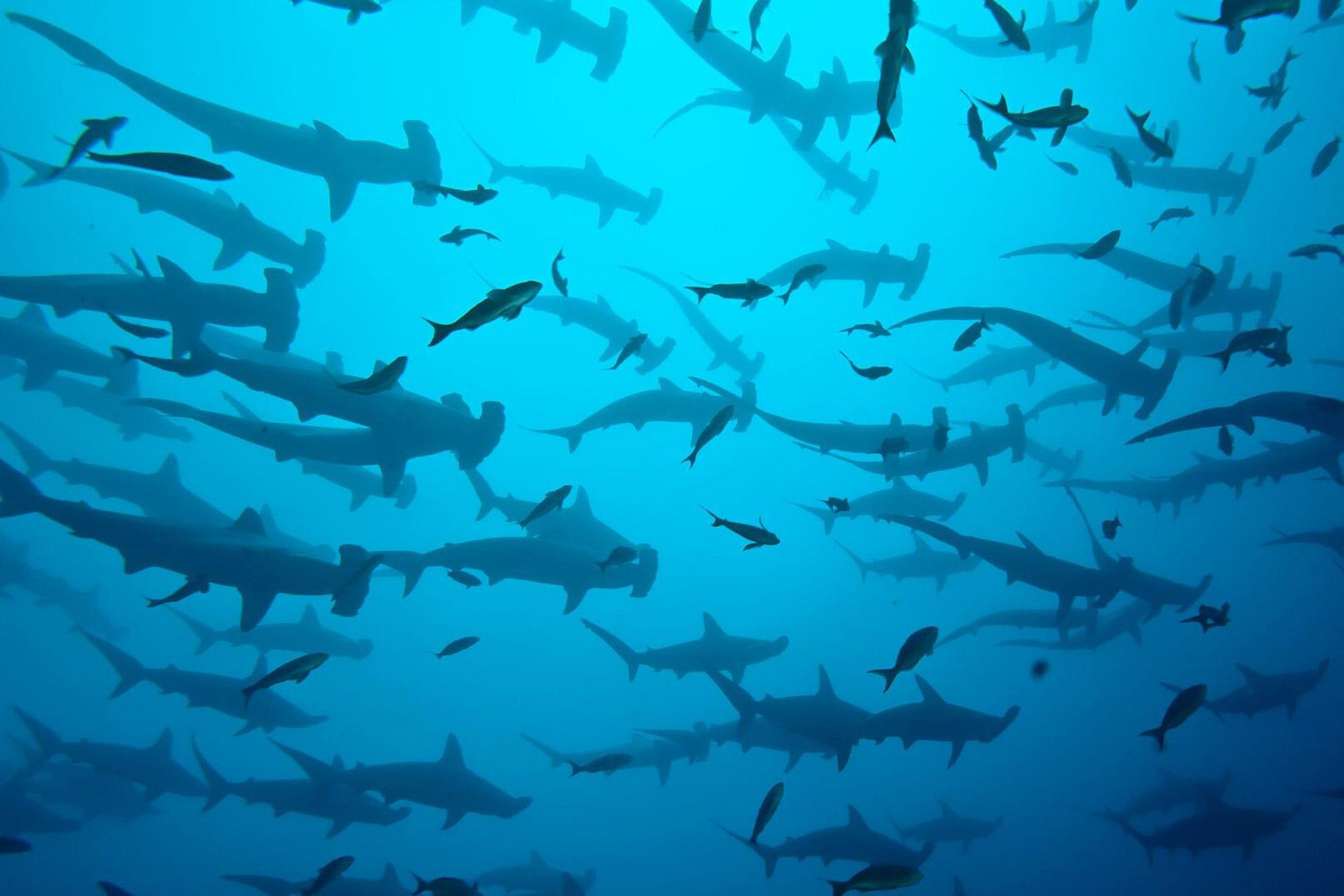在科科斯岛潜水|图片来源:PADI