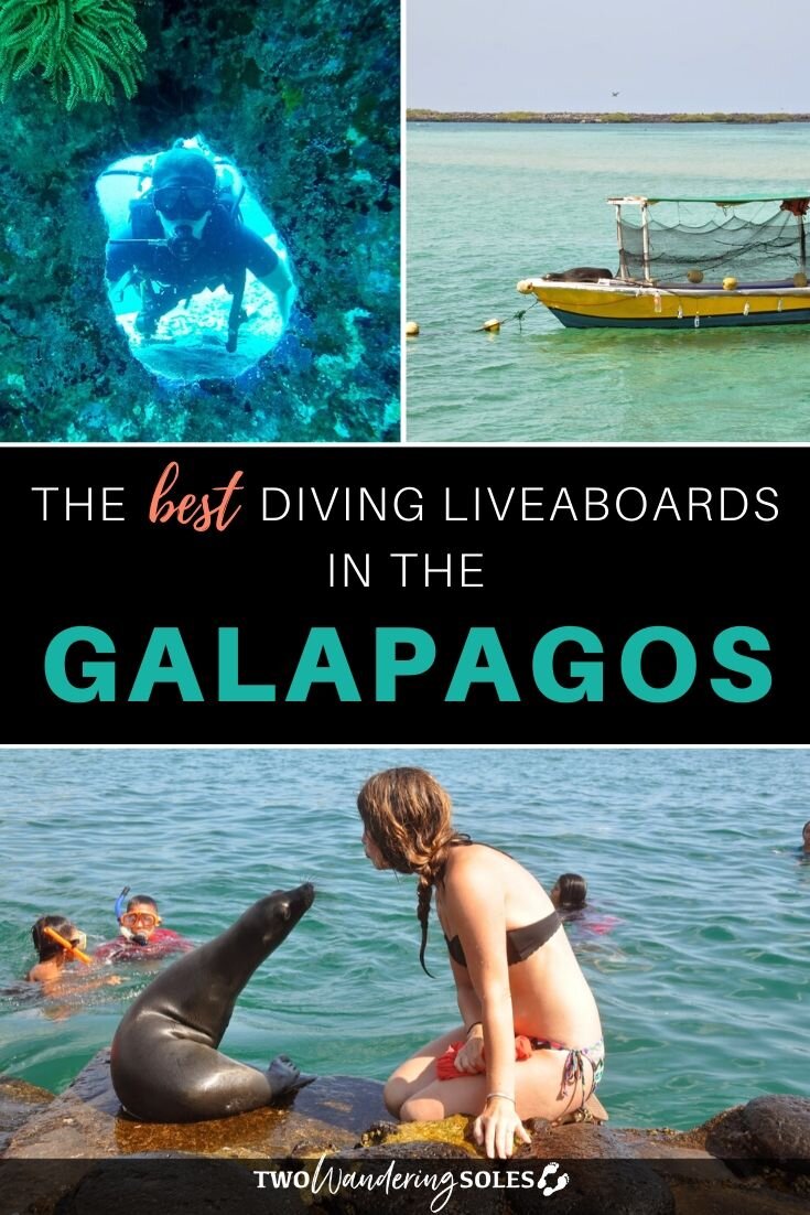 加拉帕戈斯群岛最佳潜水船|两个流浪的鞋底华体会吧