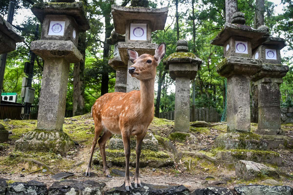 日本大阪必做之事:奈良鹿一日游