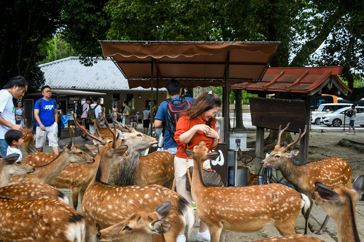 日本大阪必做之事奈良一日游为什么不去喂鹿