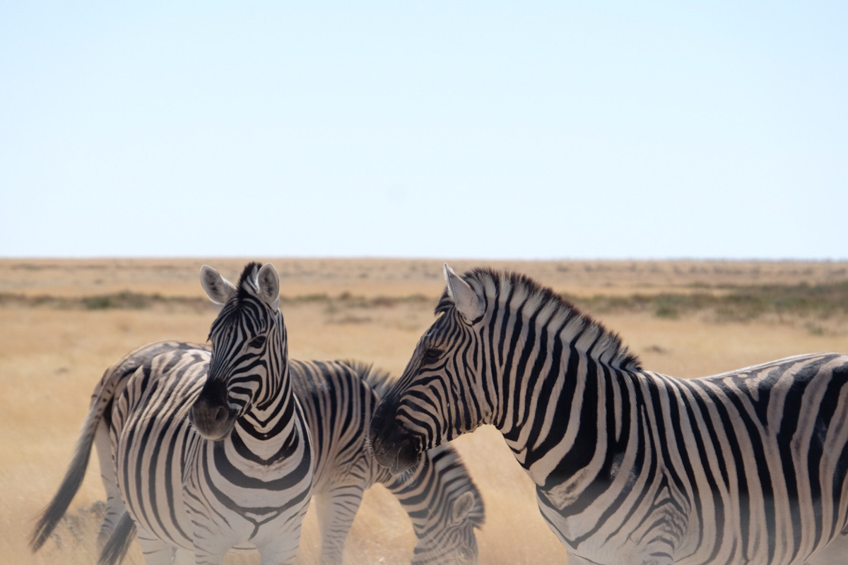 纳米比亚必做之事|埃托沙国家公园