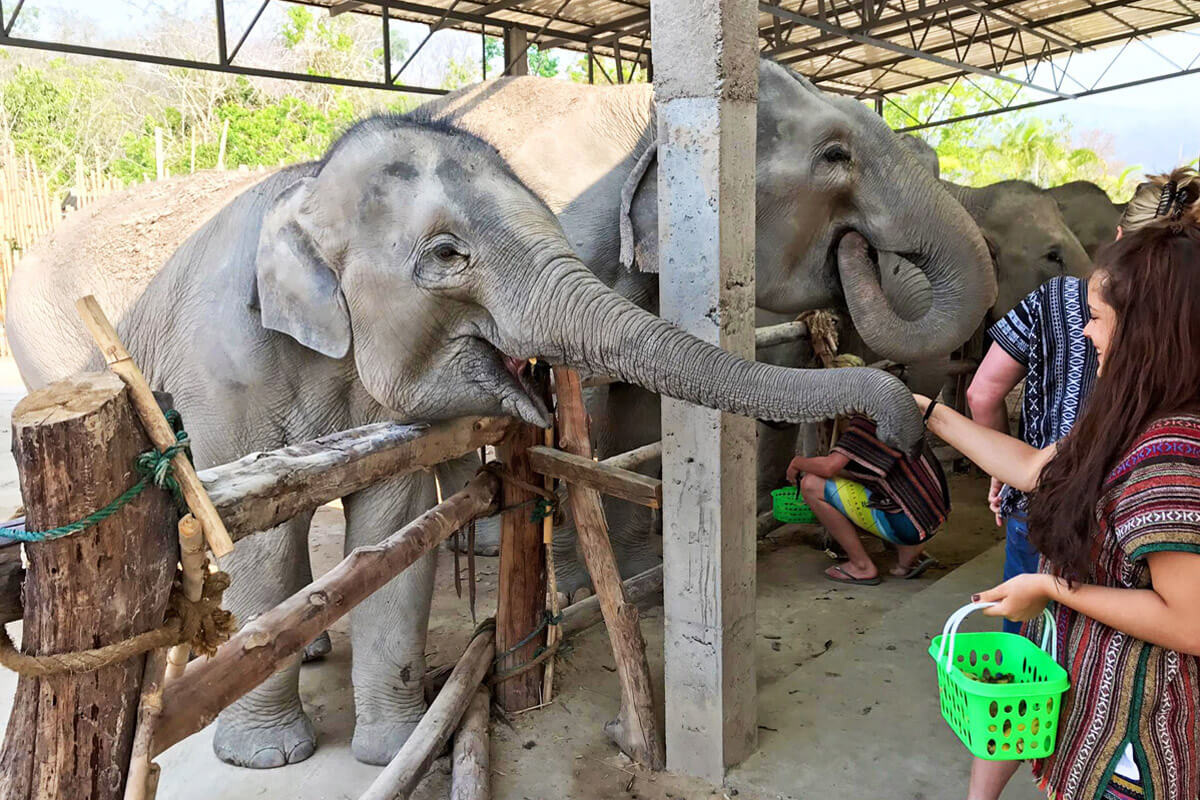 大象丛林保护区，泰国