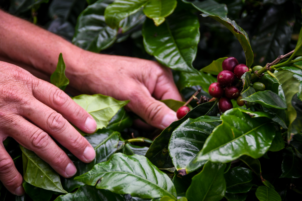 在危地马拉咖啡农场可以做的事情