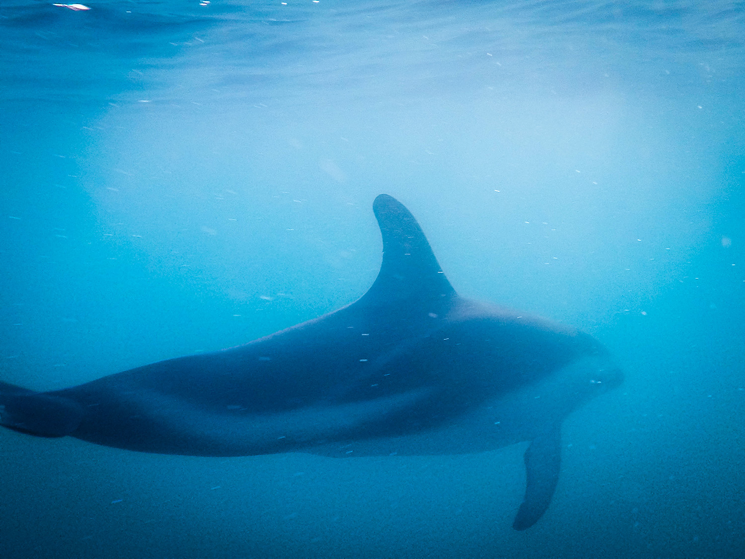 与海豚一起游泳新西兰凯库拉