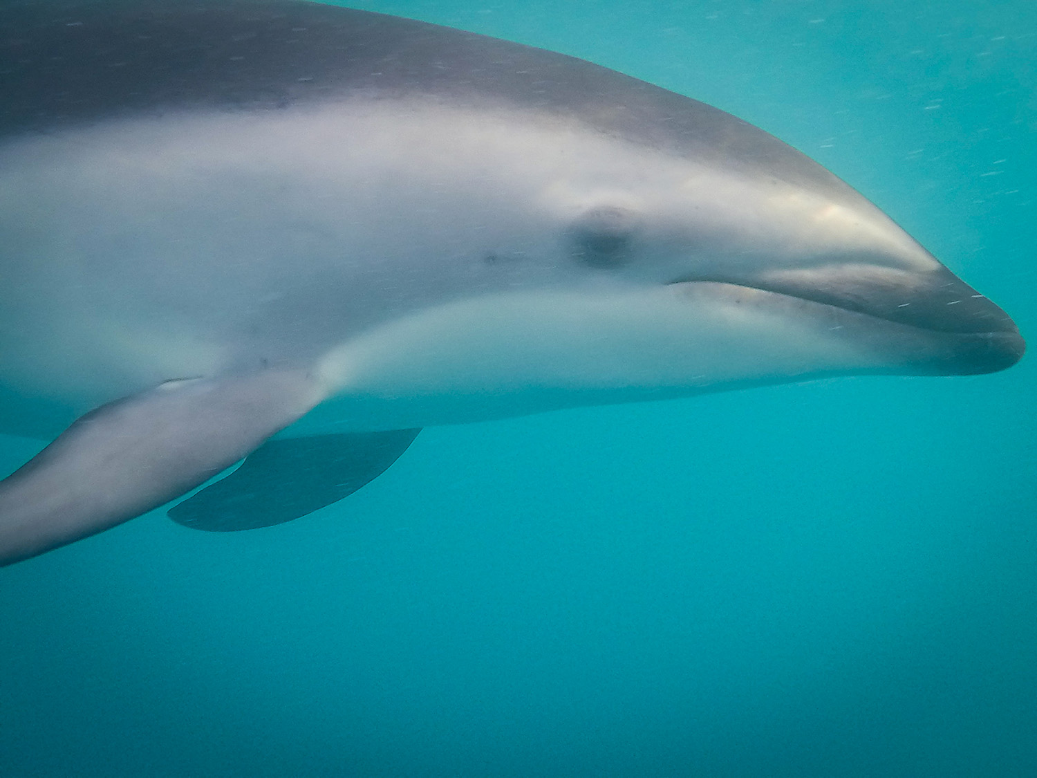 与海豚一起游泳新西兰凯库拉