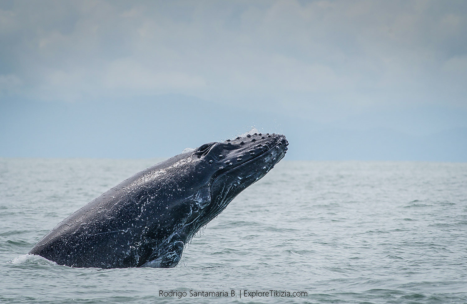 科尔科瓦多国家公园必做之事:观赏座头鲸
